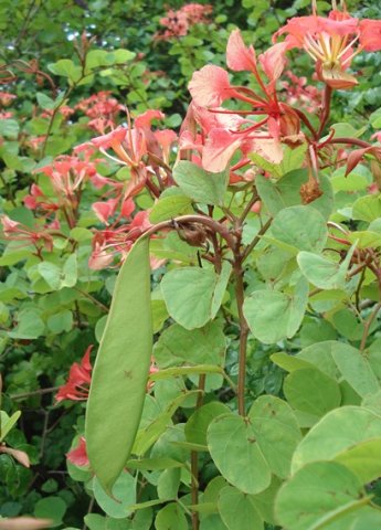 Bauhinia galpinii green fruit pod